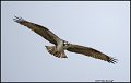 _1SB8341 osprey